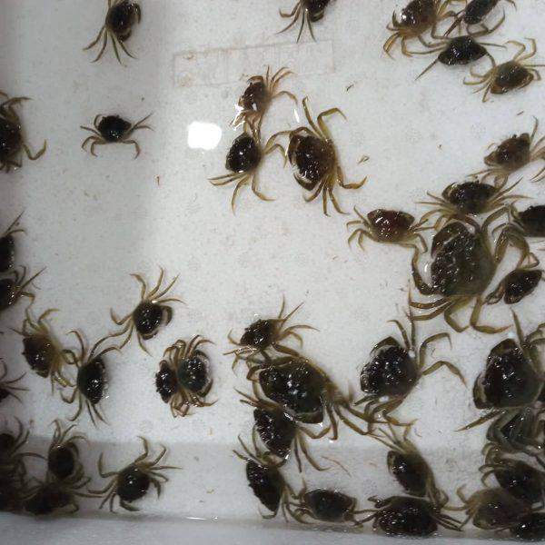 Crab Rusty Hook 2025-11-03