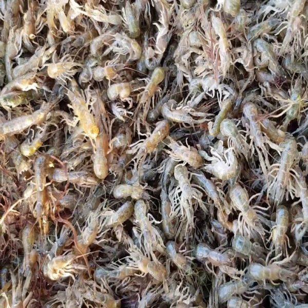 Green Prawn Rusty Hook 2025-11-03